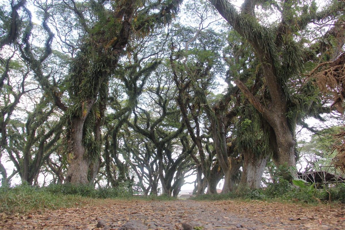 Pesona hutan rimbun De Djawatan Benculuk Banyuwangi